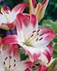 Lilium  LOLLYPOP