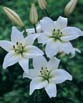 Lilium NAVONA