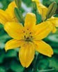 Lilium SUNRAY