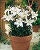 Lilium APOLLO