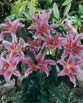 Lilium ACAPULCO