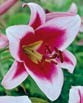 Lilium FRISO